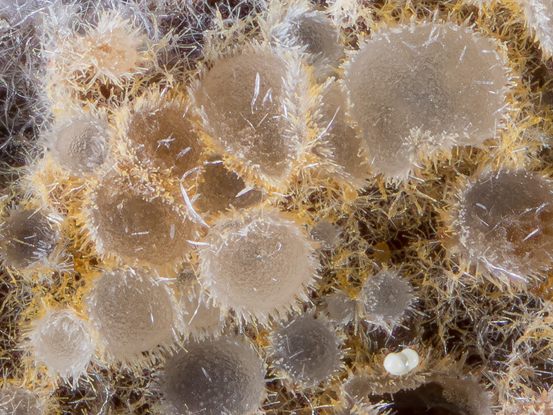 Arachnopeziza aurata